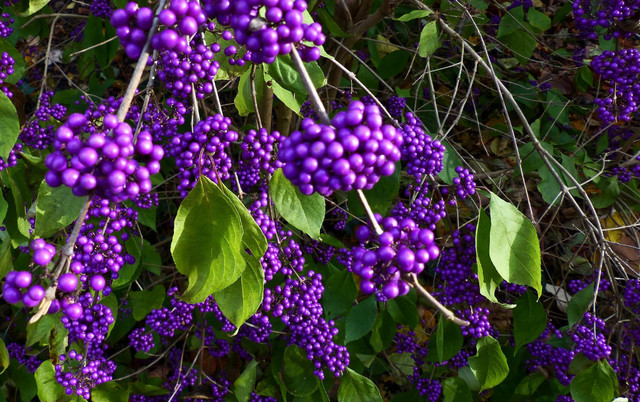 callicarpa3