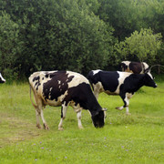 DSC5440-result