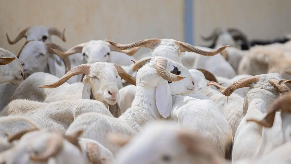 Illustration - Tabaski 2026 : le mouton qui ruine des millions d'Africains, de Dakar à Bamako, l'endettement au nom de la tradition