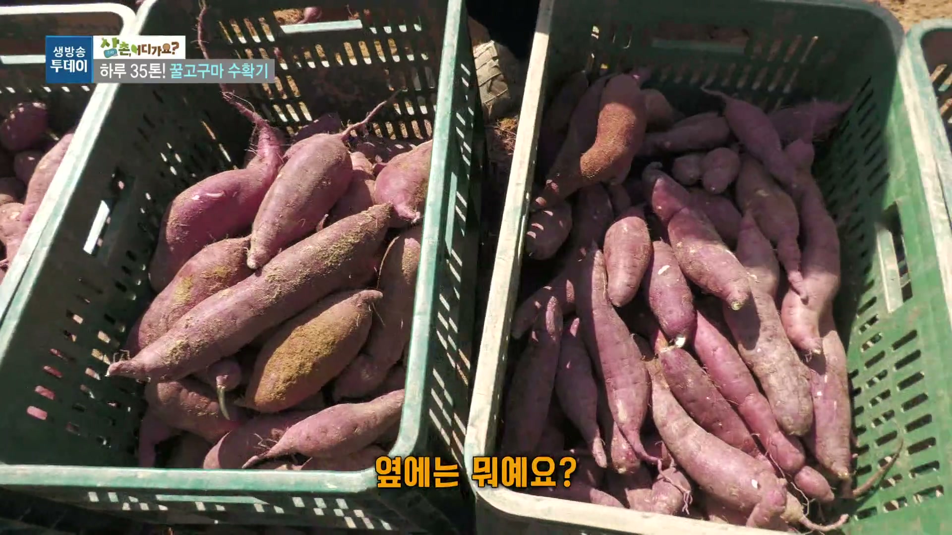 모닝와이드 전원속으로 영암 꿀고구마농장 추가 캡처 2