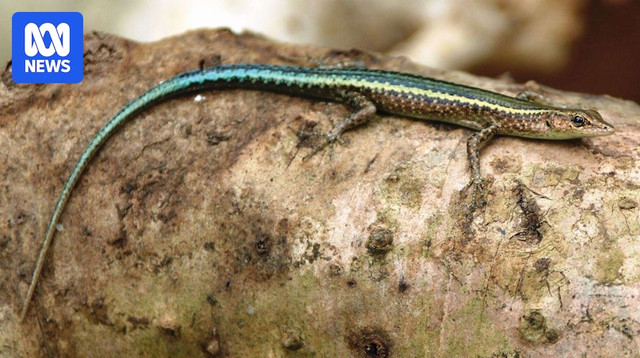 LIZARD