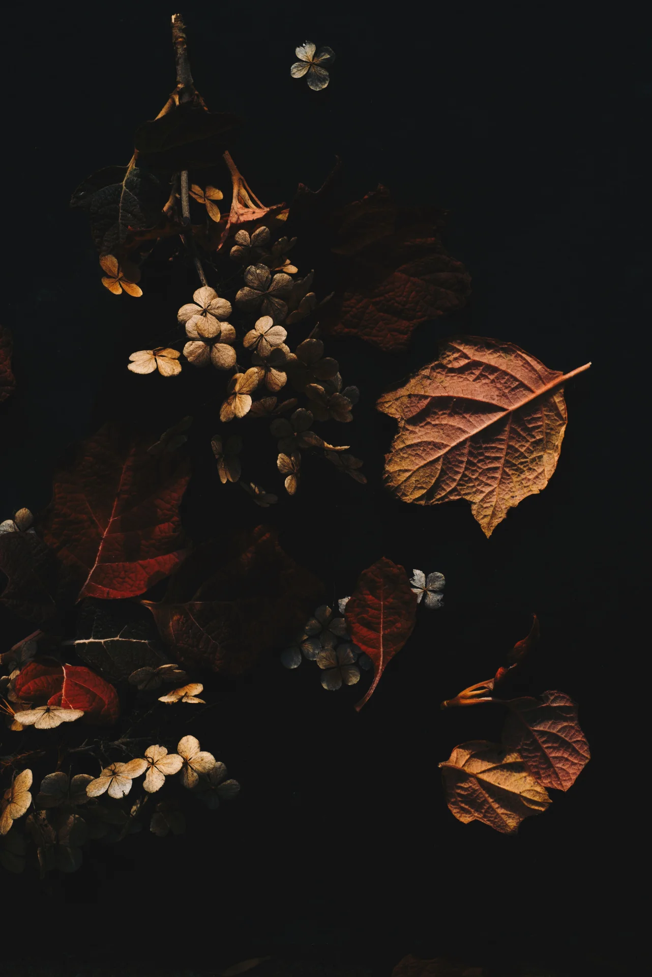High quality Vintage Dark Botanical wallpaper by Evie Shaffer from Pexels