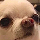 https://i.ibb.co/F4K2RVG9/Rectangle-30.png