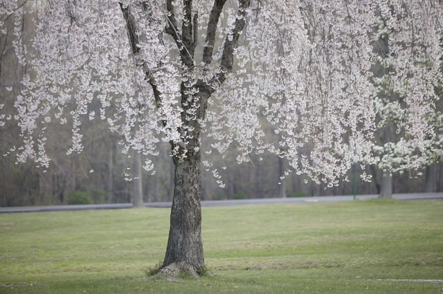spring-090