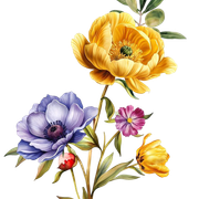 nohat-bg-removed-83f87cdf