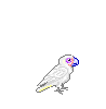 animcockatoo