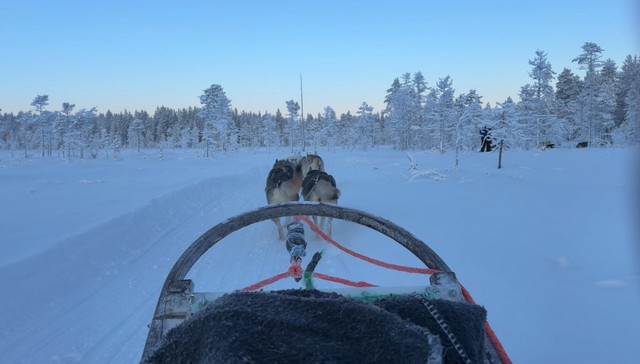 Husky sledding through the snow in Finnish Lapland