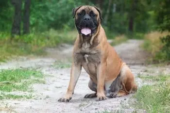 Cleaning Your Bullmastiff's Teeth: Top Products and Tips