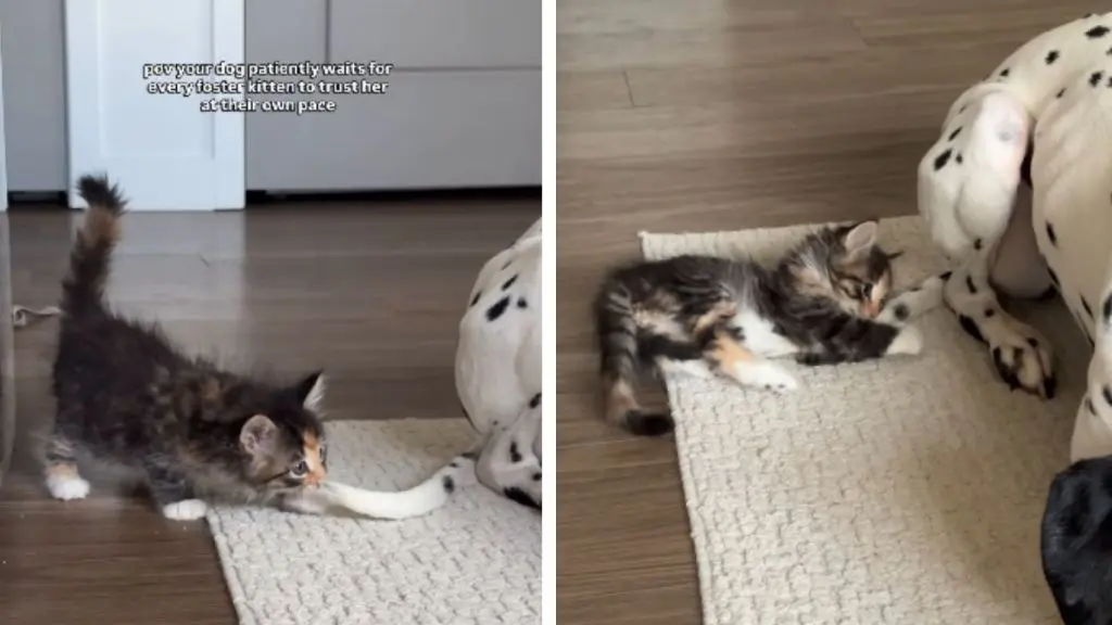 Rescue Kitten's Growing Trust in Dog Wins Hearts
