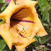 IMG-1125