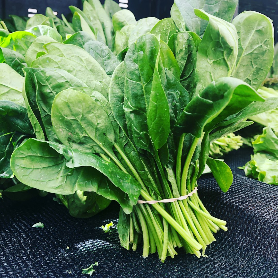 깻잎순 효능