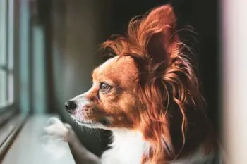 Bringing Home a Papillon Puppy? Here's What You Need