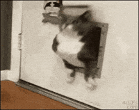 IMG-5088.gif