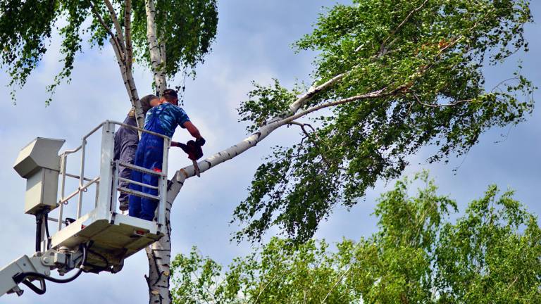 Élagage d'un arbre à la nacelle par deux professionnels
