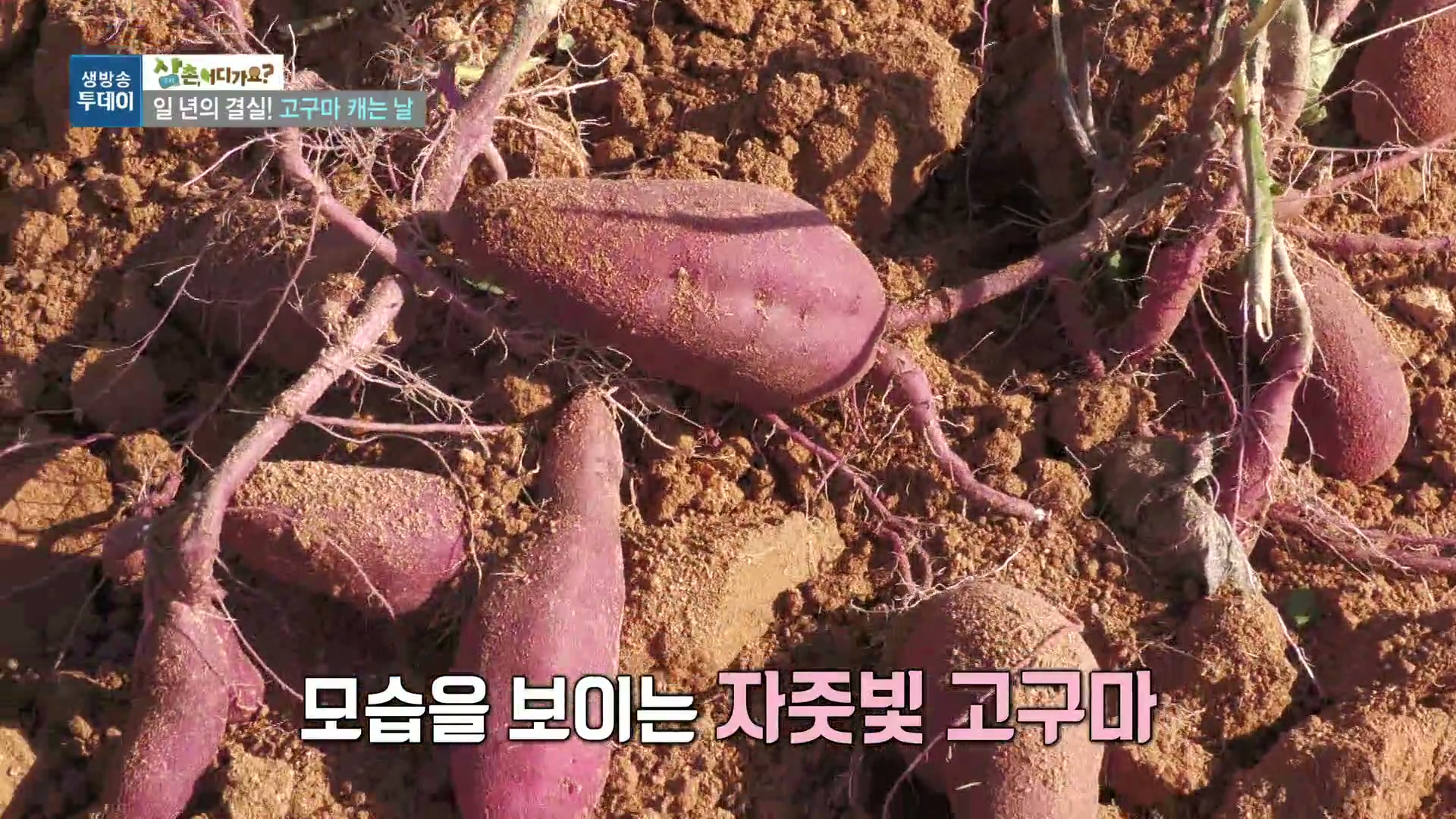 모닝와이드 전원속으로 영암 꿀고구마농장 캡처