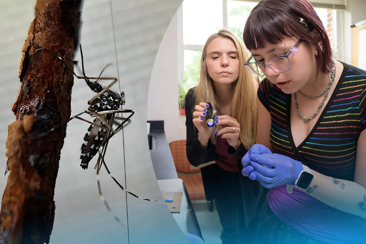 Mosquito Movement Patterns Revealed Through Radar Tracking