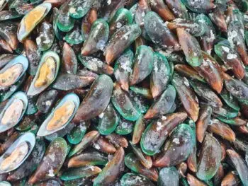 Top Green-Lipped Mussel Supplements for Canine Joint Health