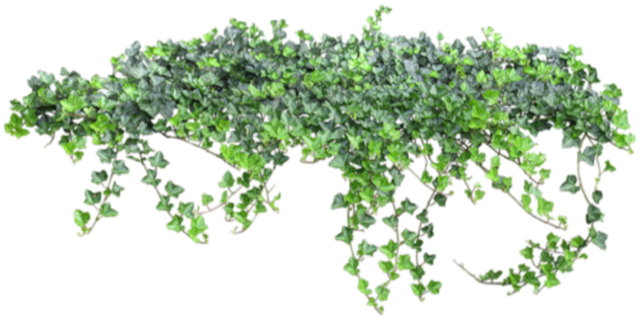 ivy.png