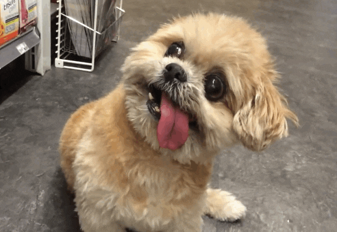 doggie.gif