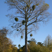tree-with-knots