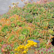 IMG-7425