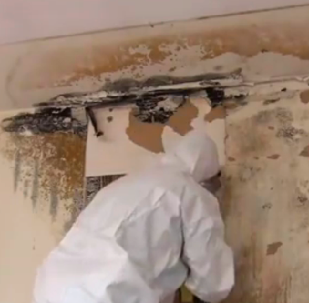 Mold-Removal-in-Burlington