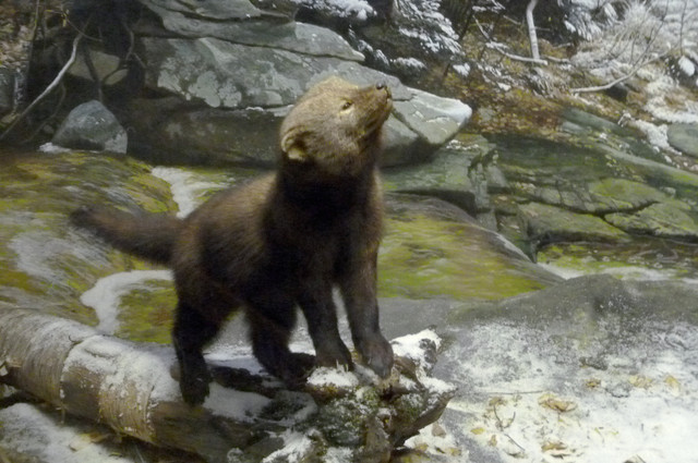 Bush Dog.jpg