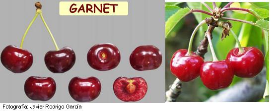 Garnet cherry (Magar)