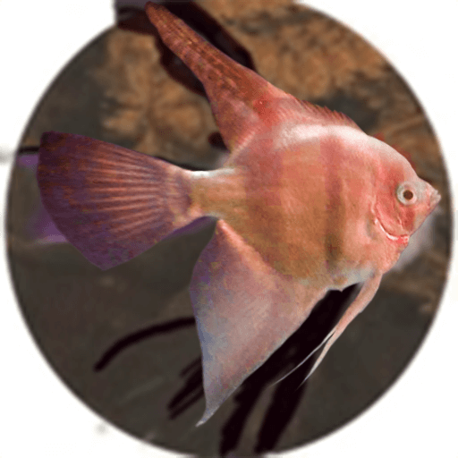 pangel4.png
