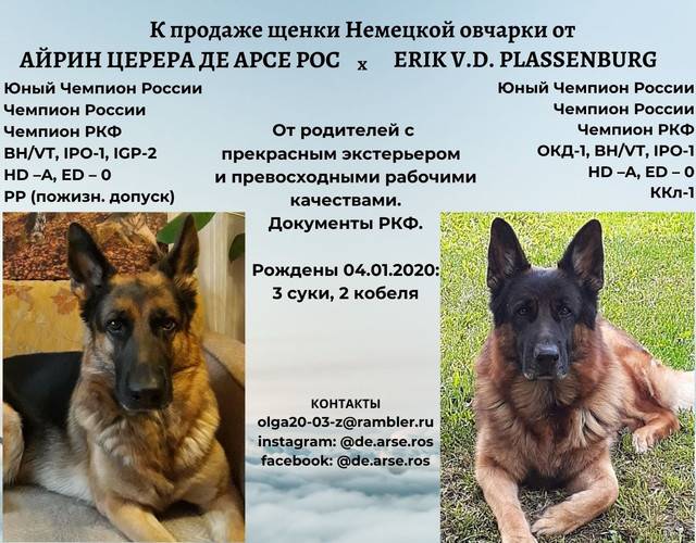 График Выставок Собак Немецкой Овчарки Ркф Фото