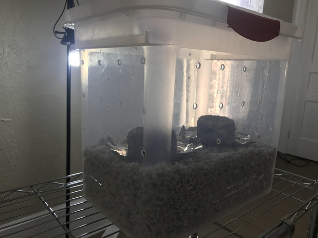 Small Fruiting Chamber 3