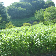 P1340809