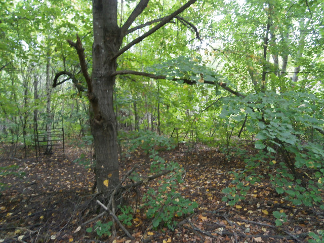 OLYMPUS-DIGITAL-CAMERA.jpg