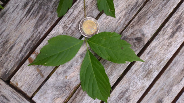 unknown tree leaves 02.jpg