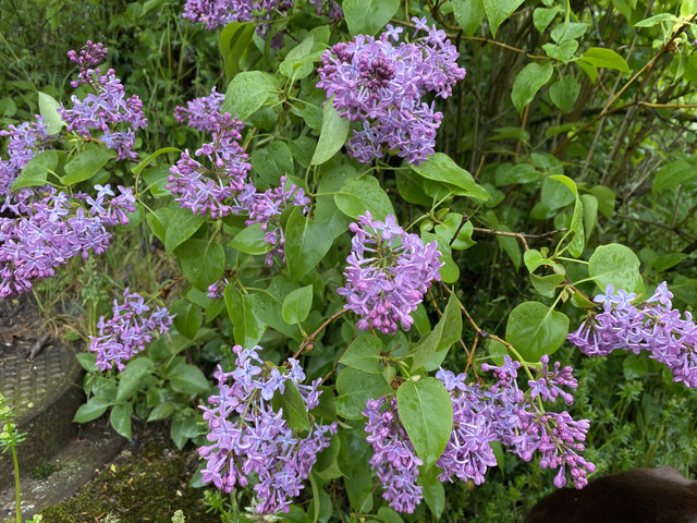 5-DF5-BD24-EF04-4529-B986-B210-B90-D63-A