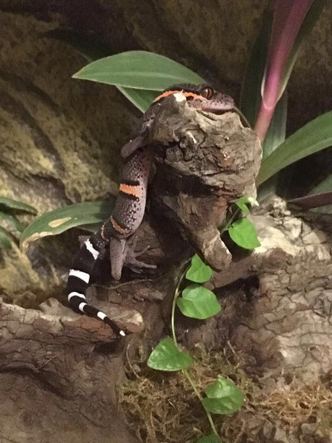 Cave gecko