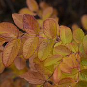 DSC-0408