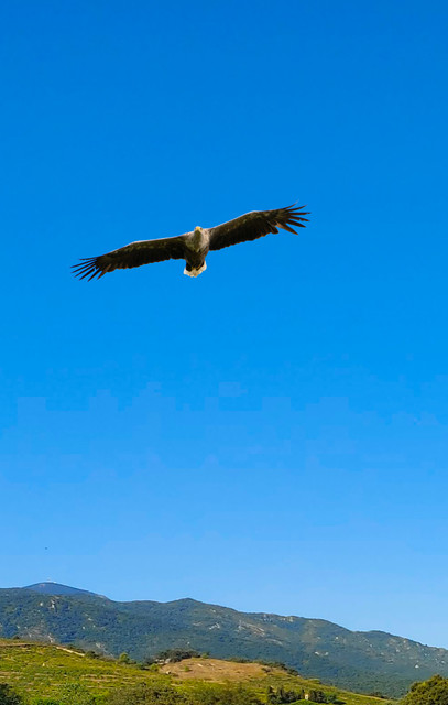 Adler-fertig-02.jpg