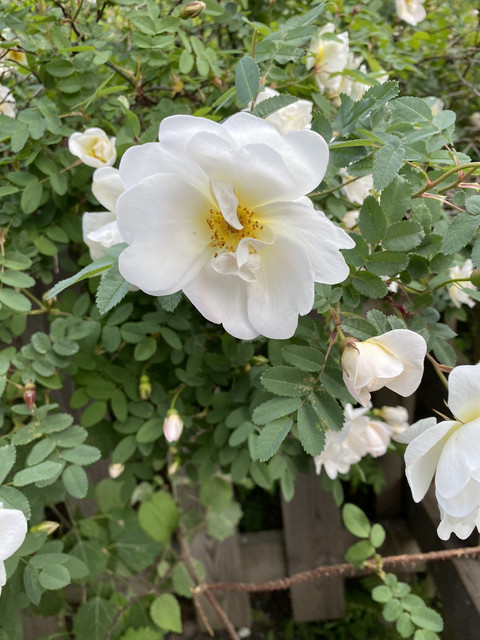 C7-C4-B159-14-EA-4702-A86-A-18-E3290-FE5