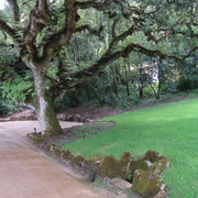 Parque e Palácio de Monserrate (1)