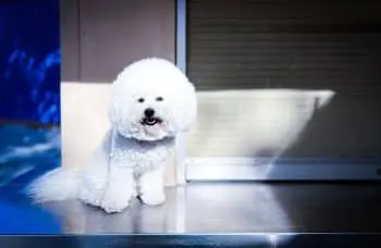 Hypoallergenic Dogs for Allergy Sufferers