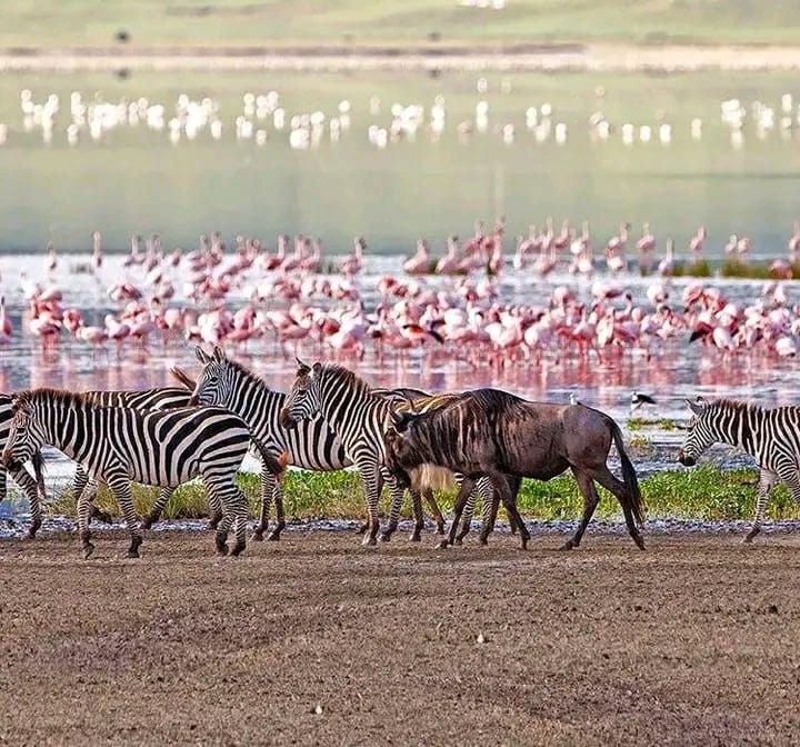 Maasai Mara moment