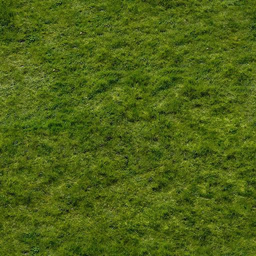 grass.jpg