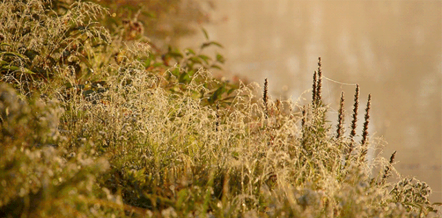 wild-grass