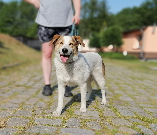 Rufus.jpg