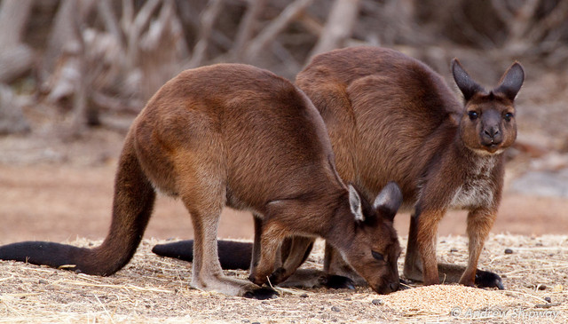 Kangaroo-Island-Kangaroos-1