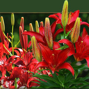 liliom