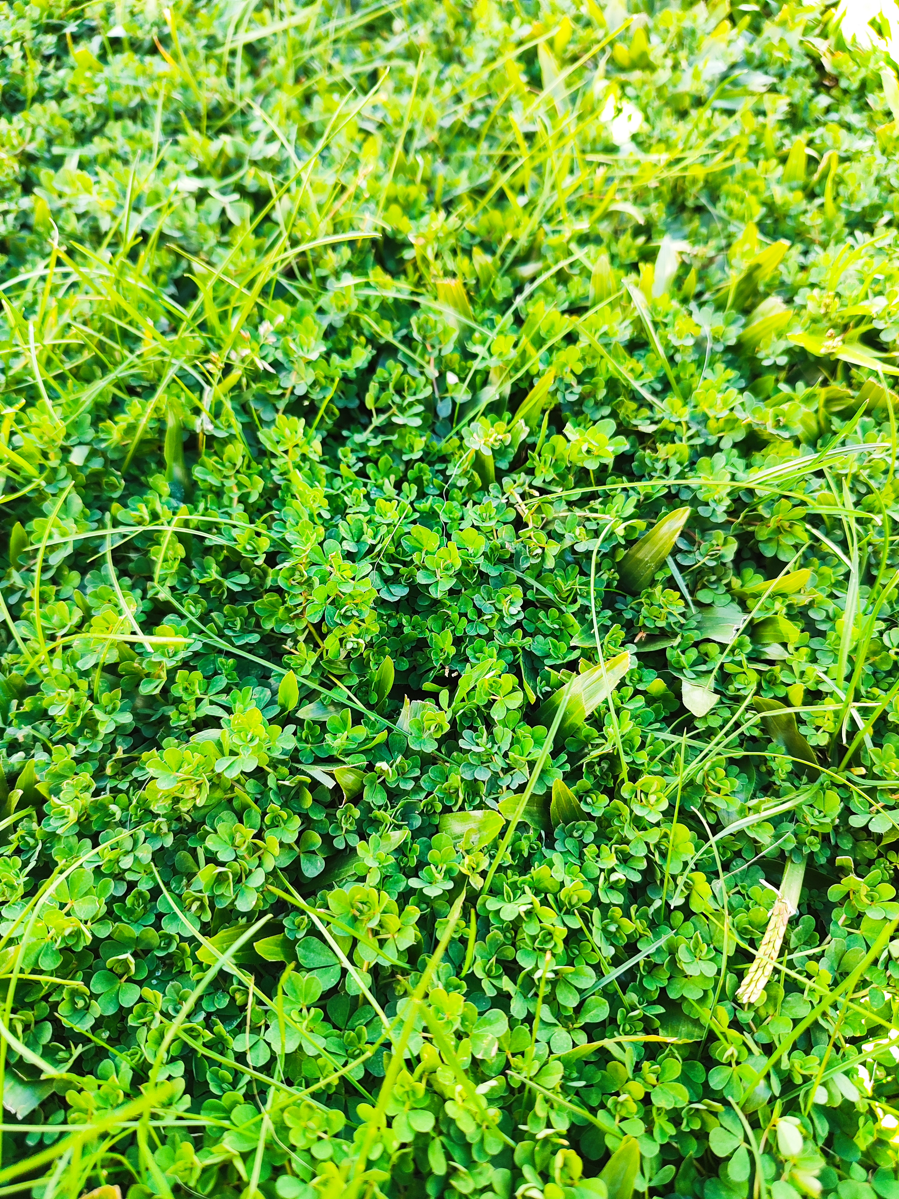 jardim1