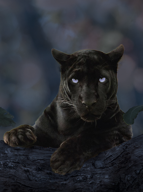 panther