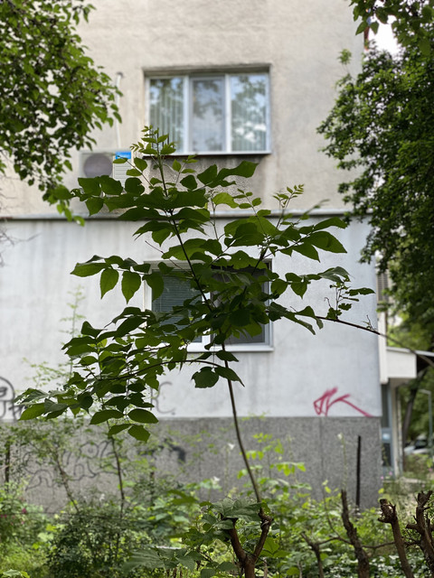 IMG-1742